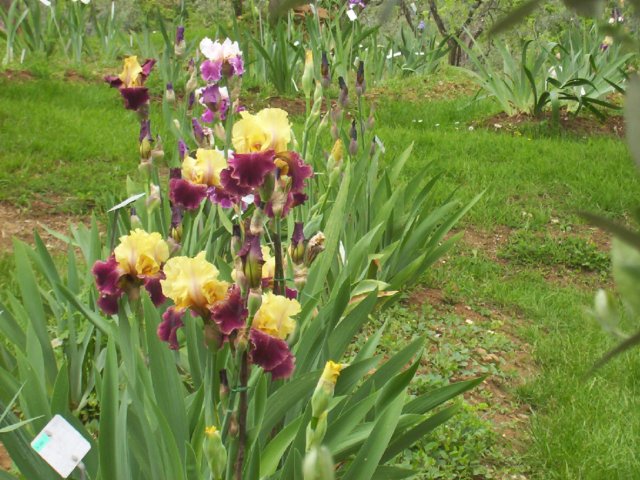 Giardino Iris